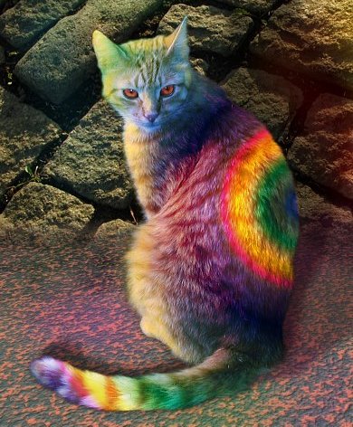 http://happyzenpet.files.wordpress.com/2009/03/tie-dyed-rainbow-cat.jpg?w=390&h=472